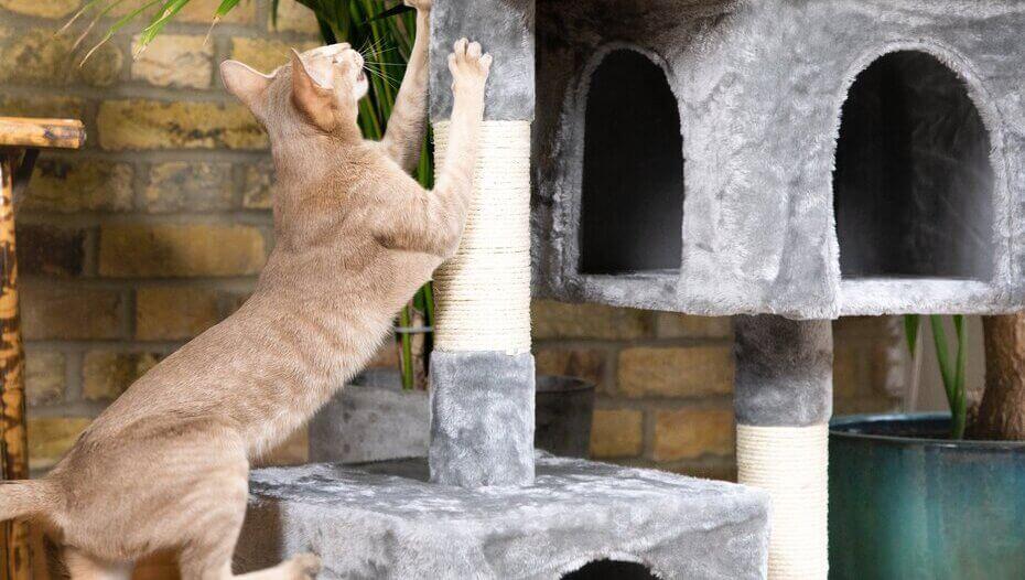 Cat loves outlet scratching post